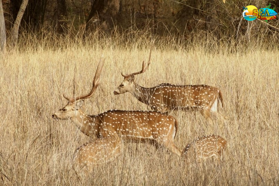 Bandhavgarh National Park