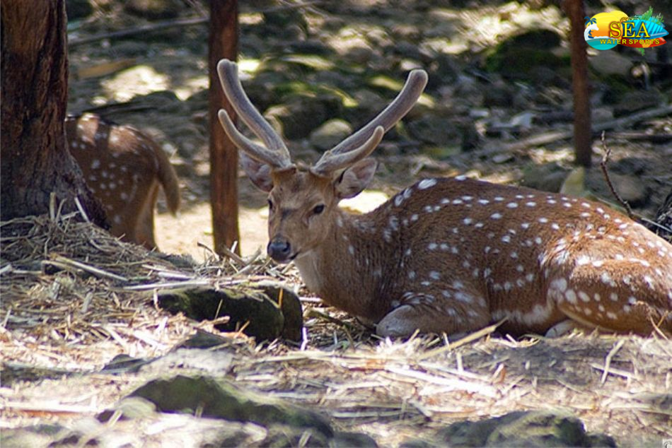 Dehradun Zoo, Malsi Deer Park