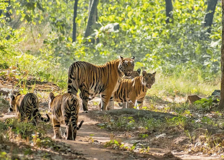 Satpura Tiger Reserve